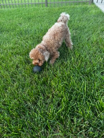 Hollow Treat Ball