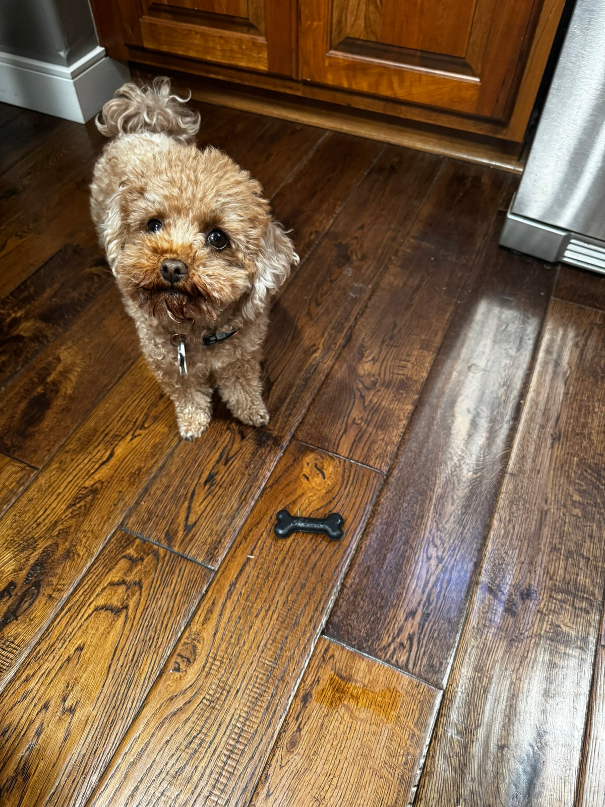Small Bone Toy