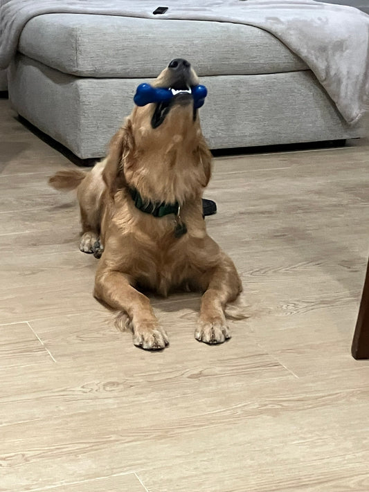 Original Bone Toy – The JD