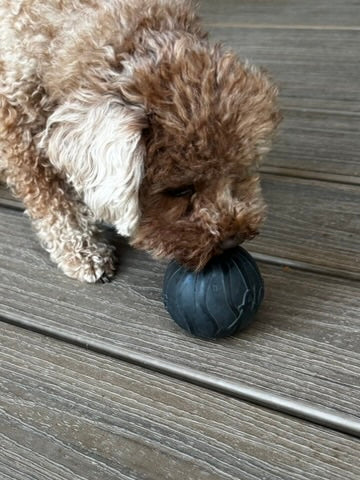 Hollow Treat Ball – The Bentli